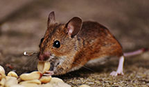 24 Hour & Emergency Exterminators in Lemoyne, PA